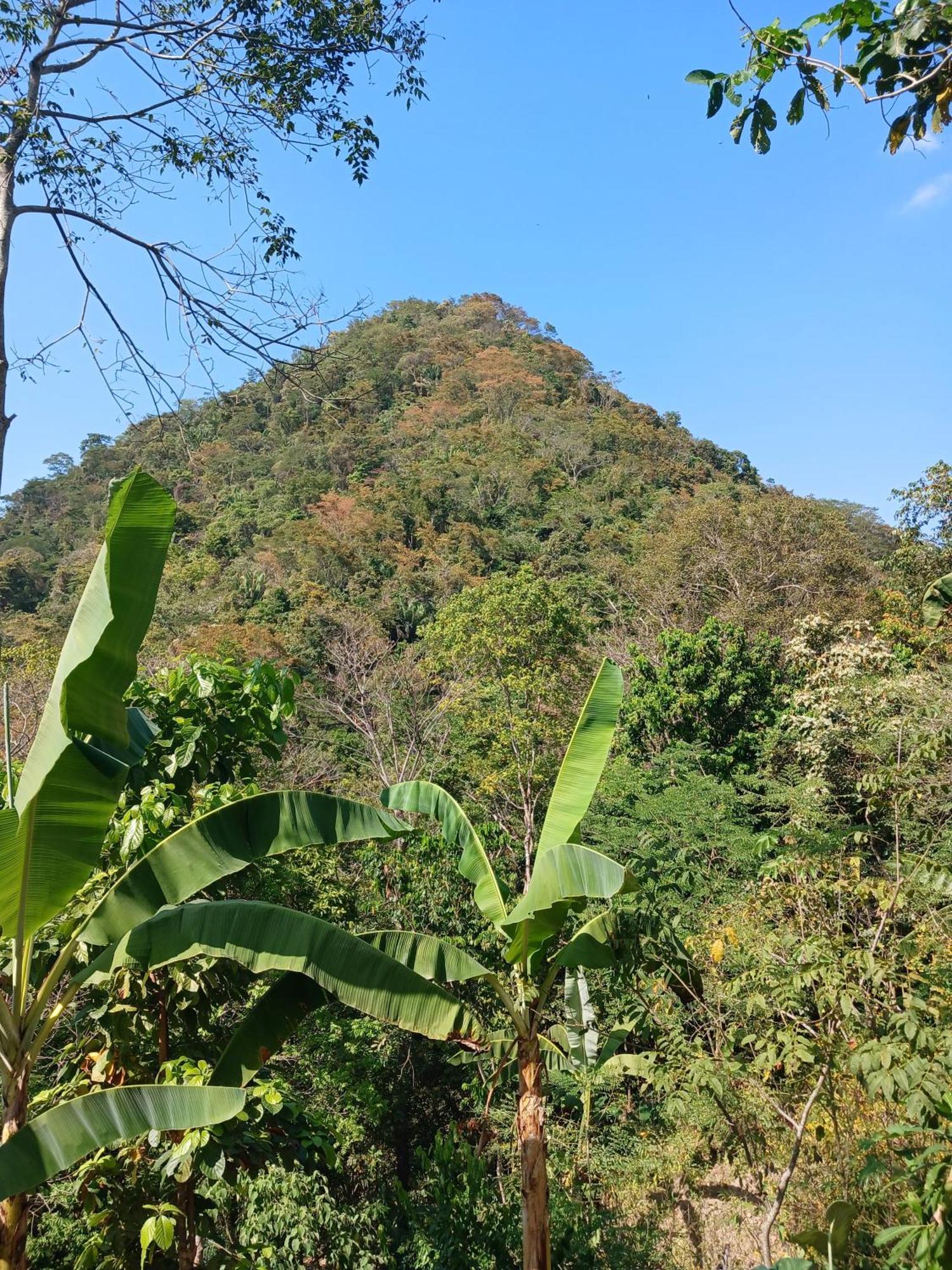 Hebergement Prive Dans La Jungle Avec Cascade Et Vue Mer! Villa Minca Eksteriør bilde